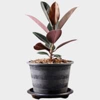 Rubber Tree for low light indoors