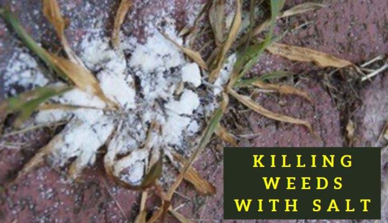 Does Killing Weeds with Salt Work