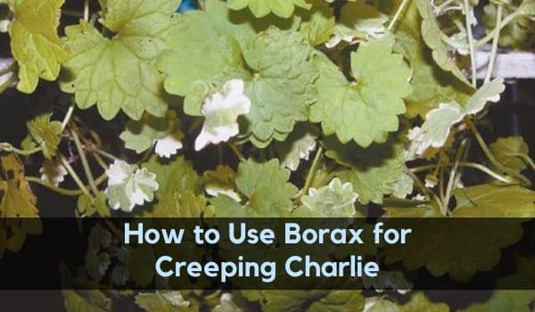 How to Kill Creeping Charlie using Borax