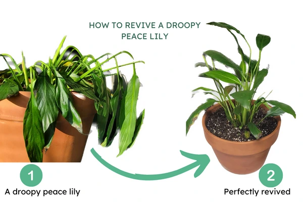 Image showing a drooping peace lily revived