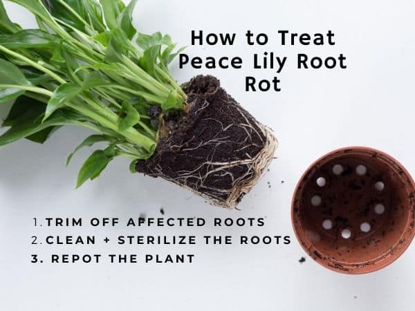 How to treat peace lily root rot