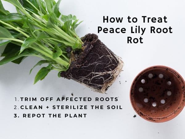 How Do You Treat Peace Lily Root Rot?