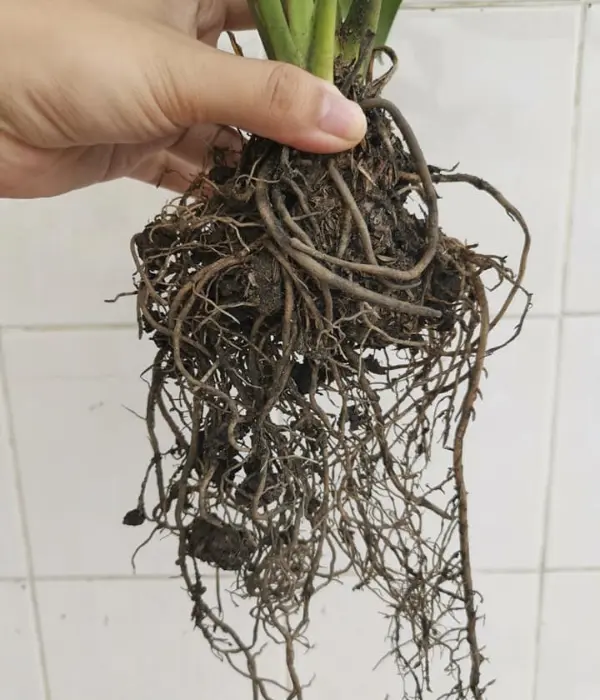 Peace lily root rot
