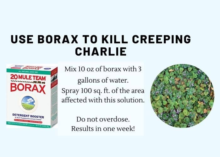 How to Get Rid of Creeping Charlie with Borax [Picture Results] Gardenine
