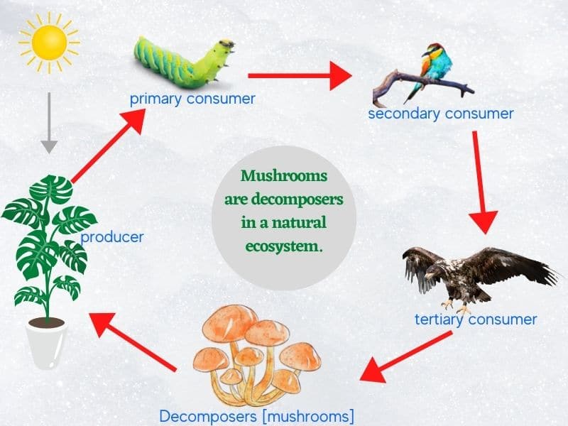 Mushrooms are decomposers - heterotrophs