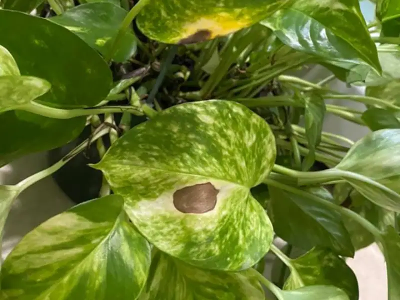 Bacterial leaf spot on pothos