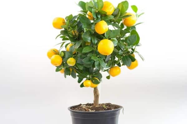 9 Best Fertilizers for Citrus Trees in 2022 [Organic + Synthetic]