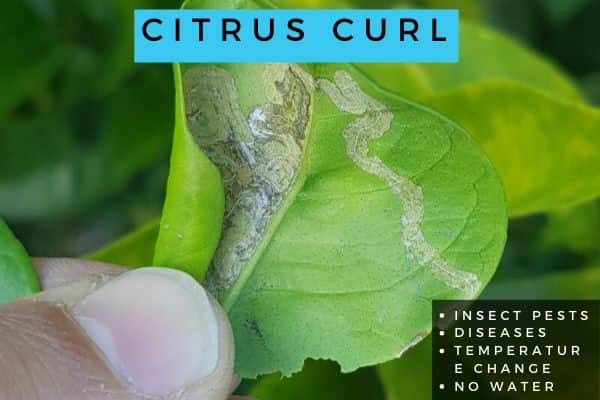 Citrus Leaves Curling - diseases and pests problems