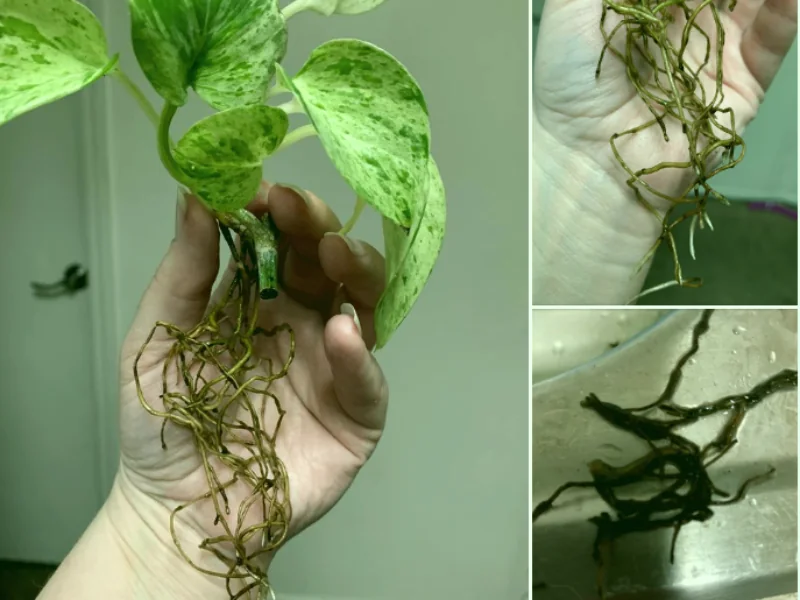 How to fix root rot in pothos
