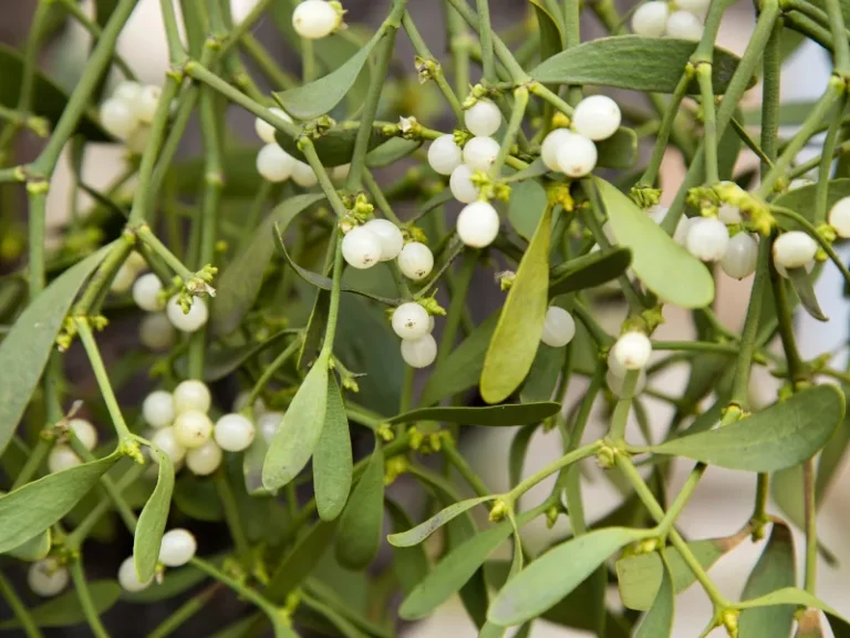 How to Get Rid of Mistletoe in Trees