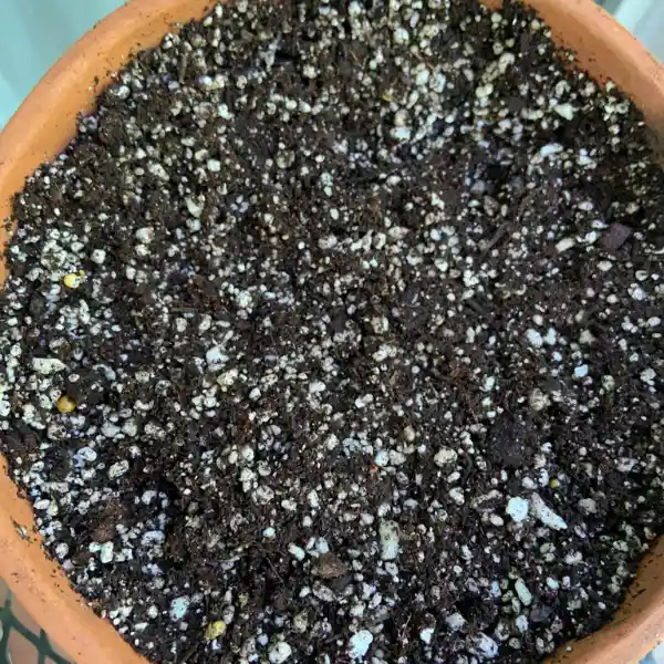 How to reuse old potting mix