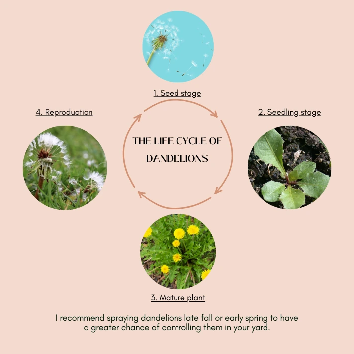 A diagram showing the life cycle of dandelions