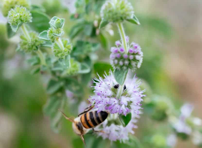 Mint flowers with bees