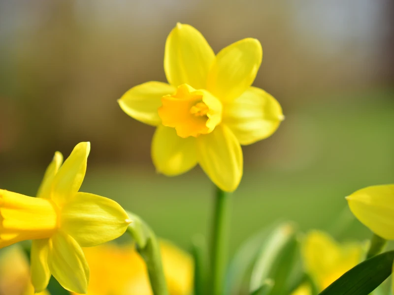 Narcissus vs Daffodil vs Jonquil