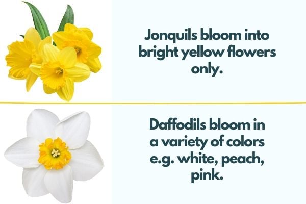 Narcissus vs Daffodils vs Jonquils - differences