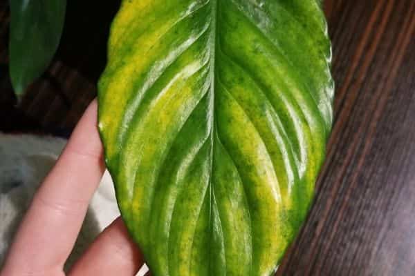 Peace Lily Leaves Turning Yellow - Reasons and how to turn them green