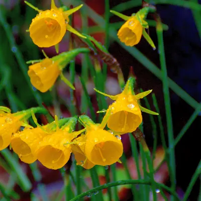 Petticoat daffodil