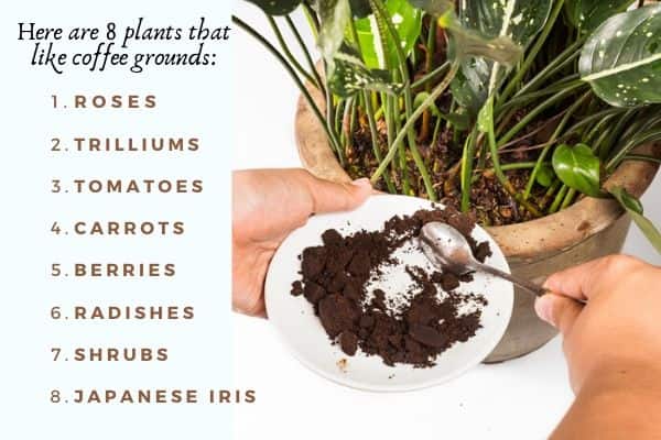 Plants that like coffee grounds