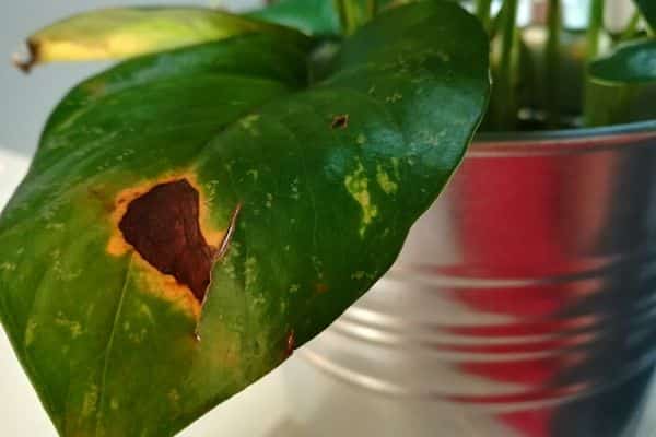 Pothos Leaves Turning Brown-causes and fixes