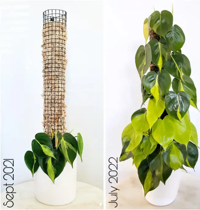 Staking pothos makes it grow fuller and thicker