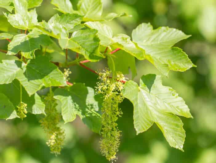 Sycamore tree for attracting bees