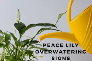 peace lily ovewatering signs and how to heal the plant