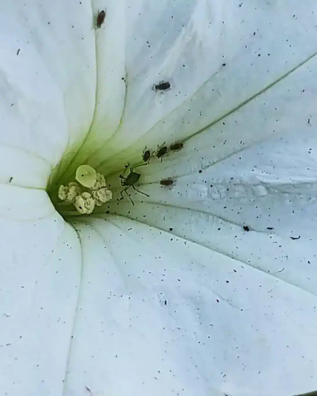 Aphids on petunia flowers