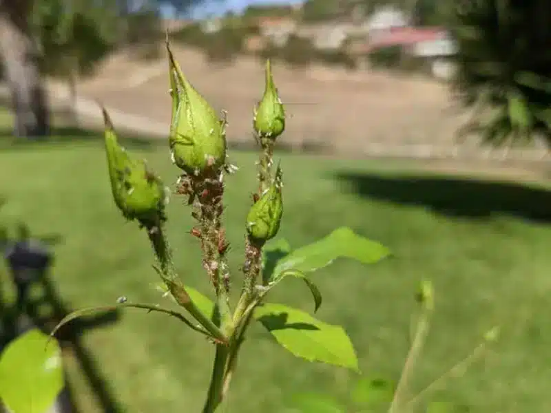 Aphids on rose buds