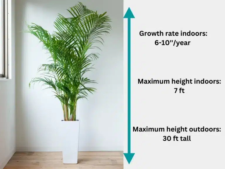 Areca palm growth rate