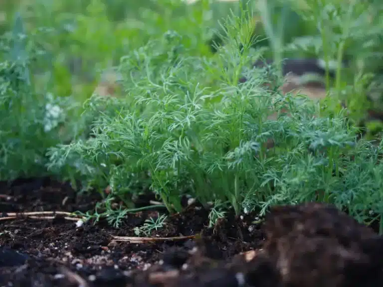 8 Dill Companion Plants I Recommend (with Benefits)