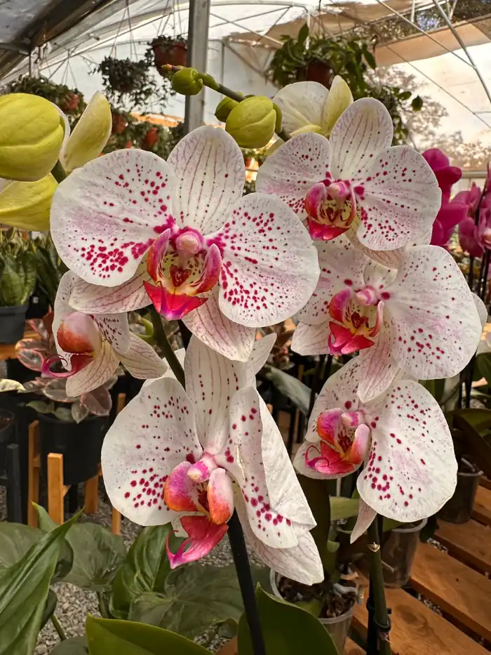 How often do orchids bloom