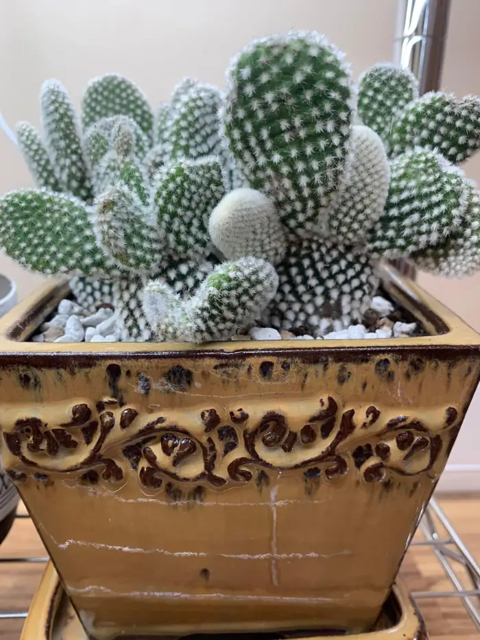 Healthy cactus in a container - an image for the guide to watering cactus