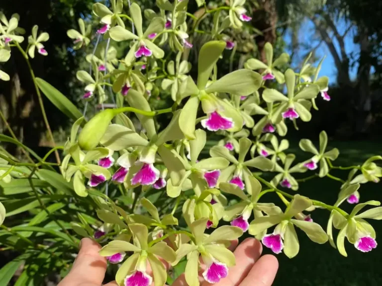 Orchid Watering Guide: How Often to Water the Plant
