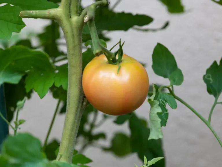 Tomatoes Not Turning Red? 5 Fixes that Worked for Me