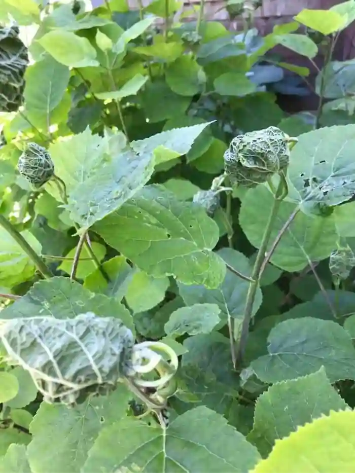 Hydrangea leaves curling from pests