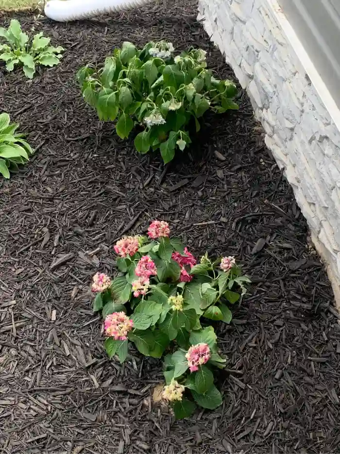 Hydrangea Leaves Curling? Causes and Fixes that WORK
