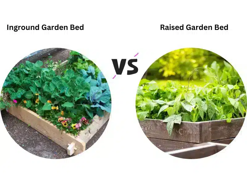 Inground garden bed vs Raised beds