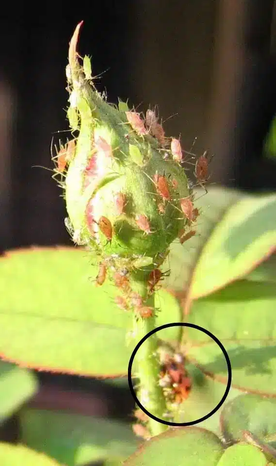 Ladybugs eating aphids