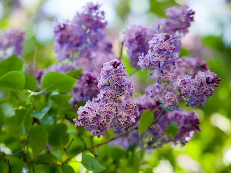 Lilac tree with purple blooms