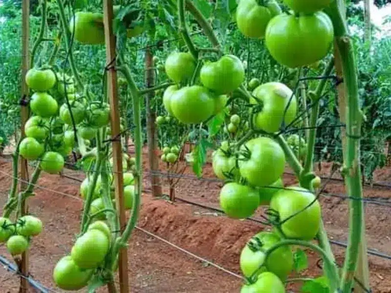 Image of green tomatoes with pruned branches.
