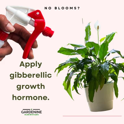 Apply gibberellic acid to make peace lily flower