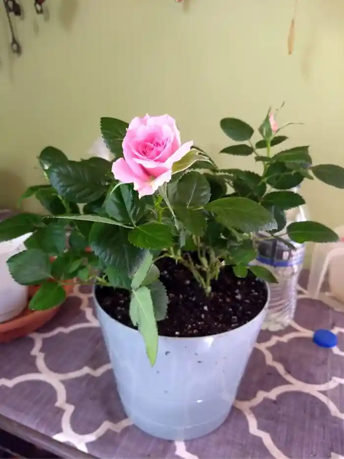 Miniature roses