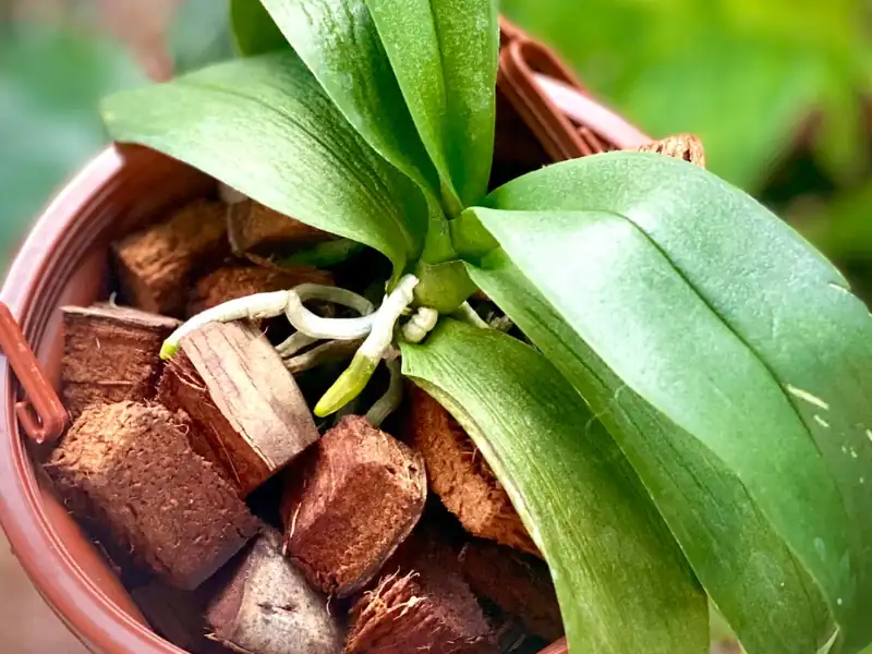 Orchid growing medium and watering frequency