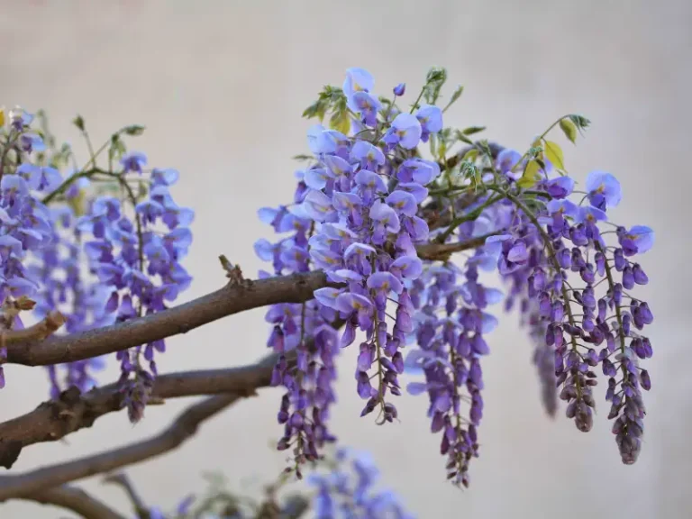 7 Awesome Trees with Purple Flowers for Your Yard
