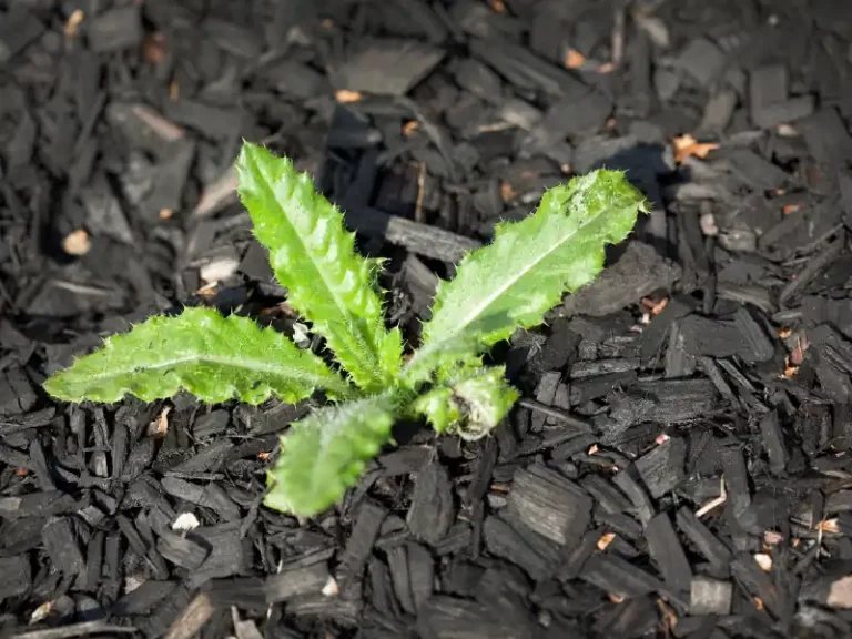 3 Things You Can Put Under Mulch to Stop Weeds