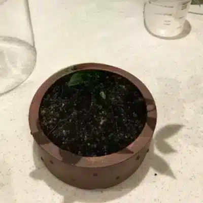 Add succulent soil when creating a terrarium