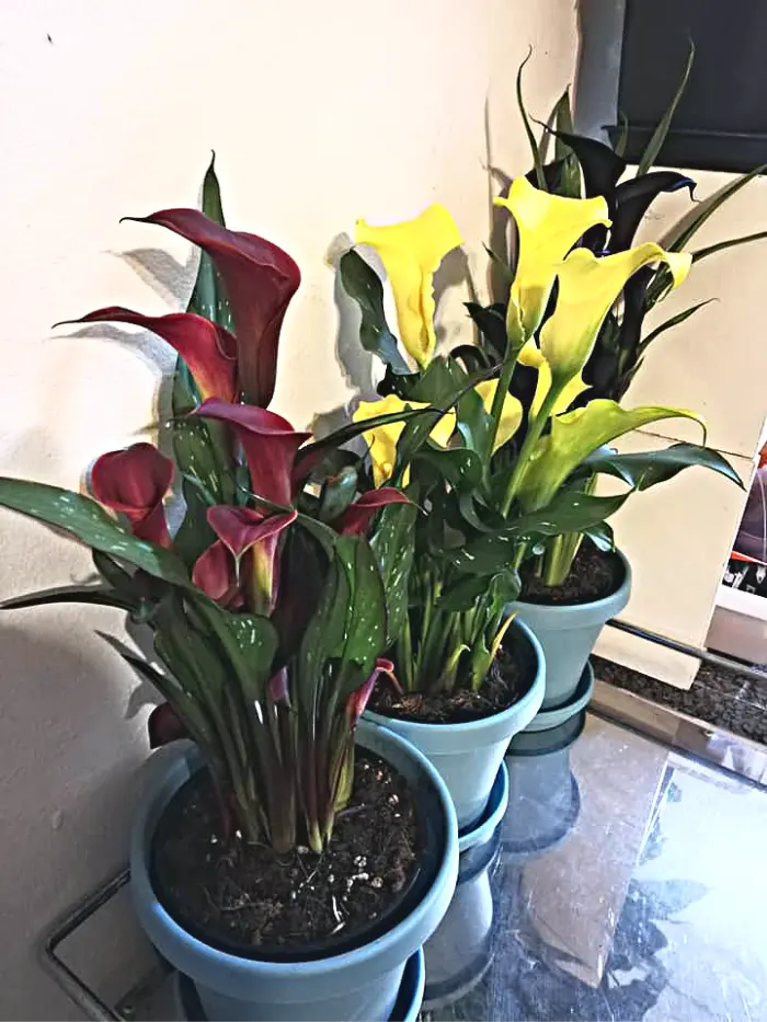 Calla lilies in pots
