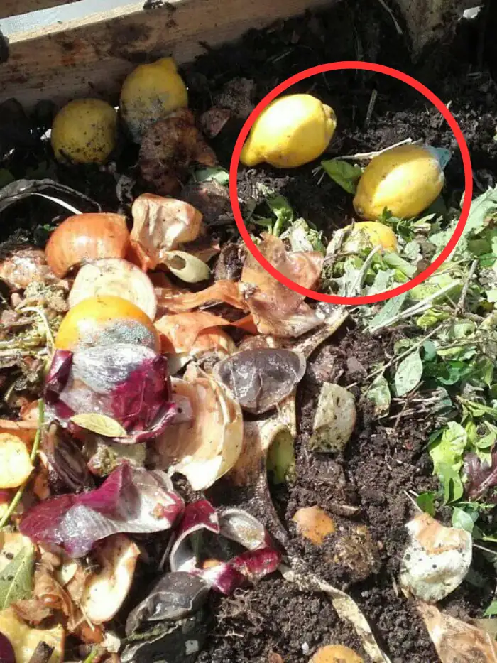 Citrus in compost