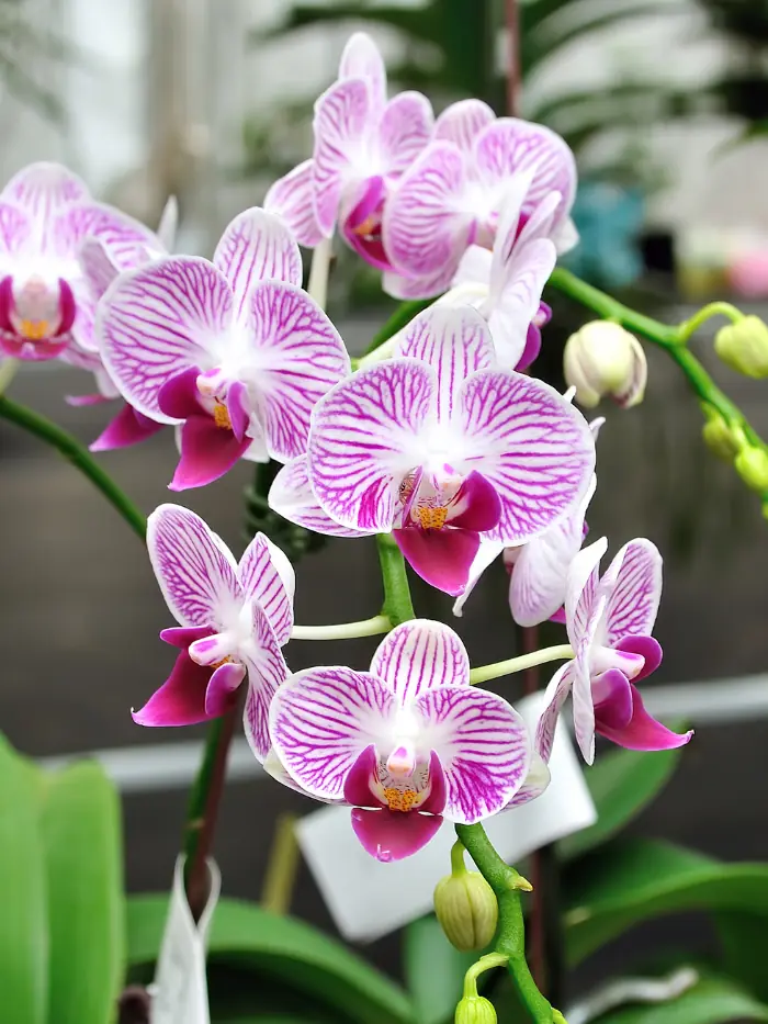 Orchid Lifespan: How Long Do They Live?