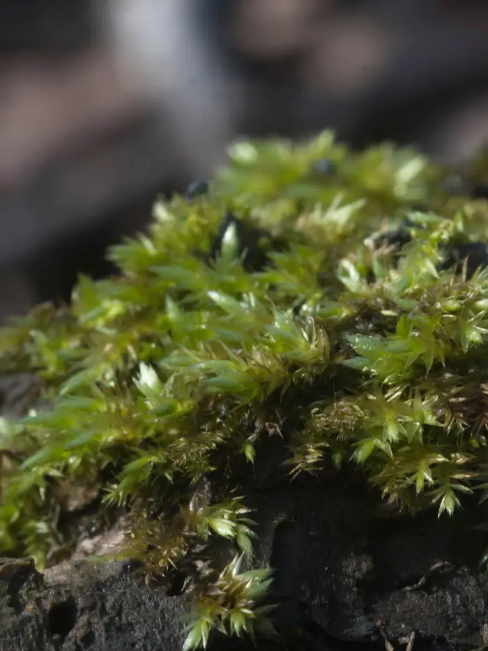 Feather moss (Hypnum imponens)